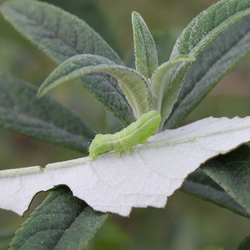 identificazione bruchi